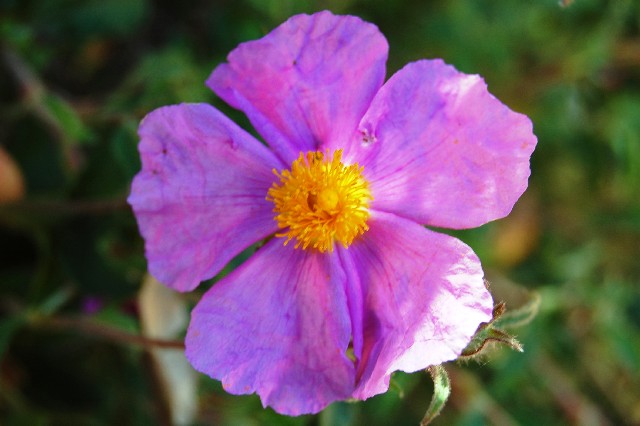 Cistus creticus ssp. eriocephalus